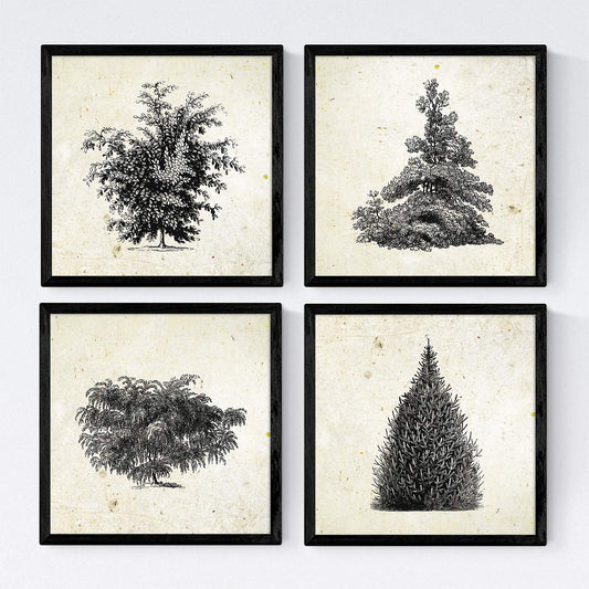 Set de cuatro láminas de arboles. Arboles y arbustos en cm, fondo papel antiguo vintage.-Artwork-Nacnic-Nacnic Estudio SL