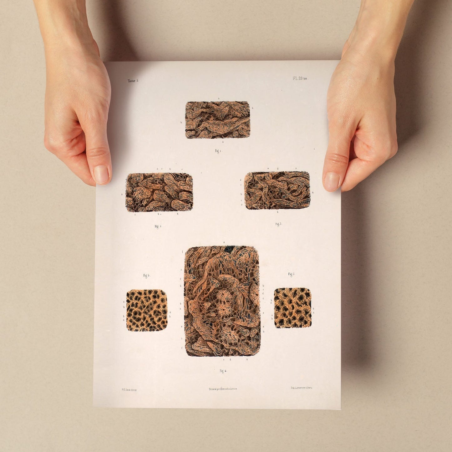 Small intestine-Artwork-Nacnic-Nacnic Estudio SL