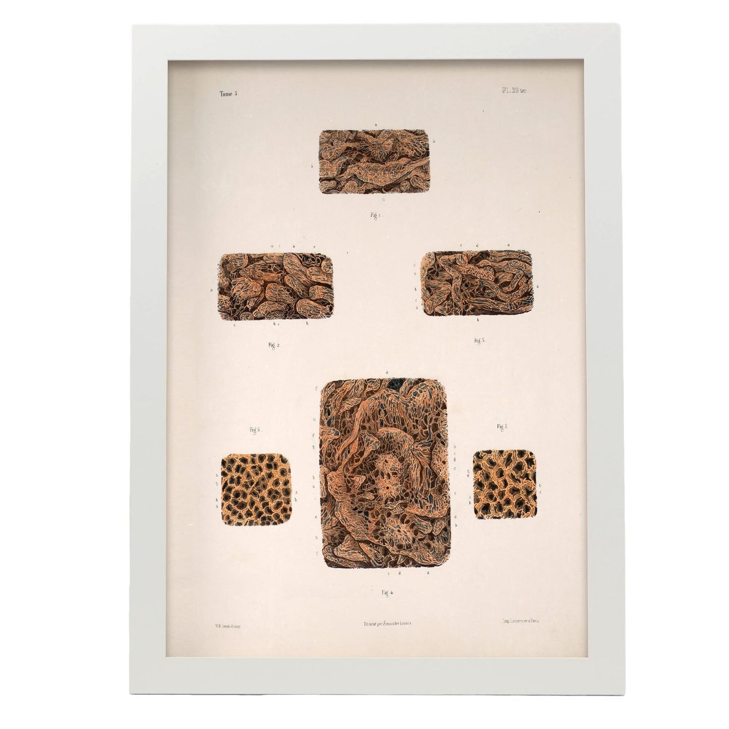 Small intestine-Artwork-Nacnic-A3-Marco Blanco-Nacnic Estudio SL