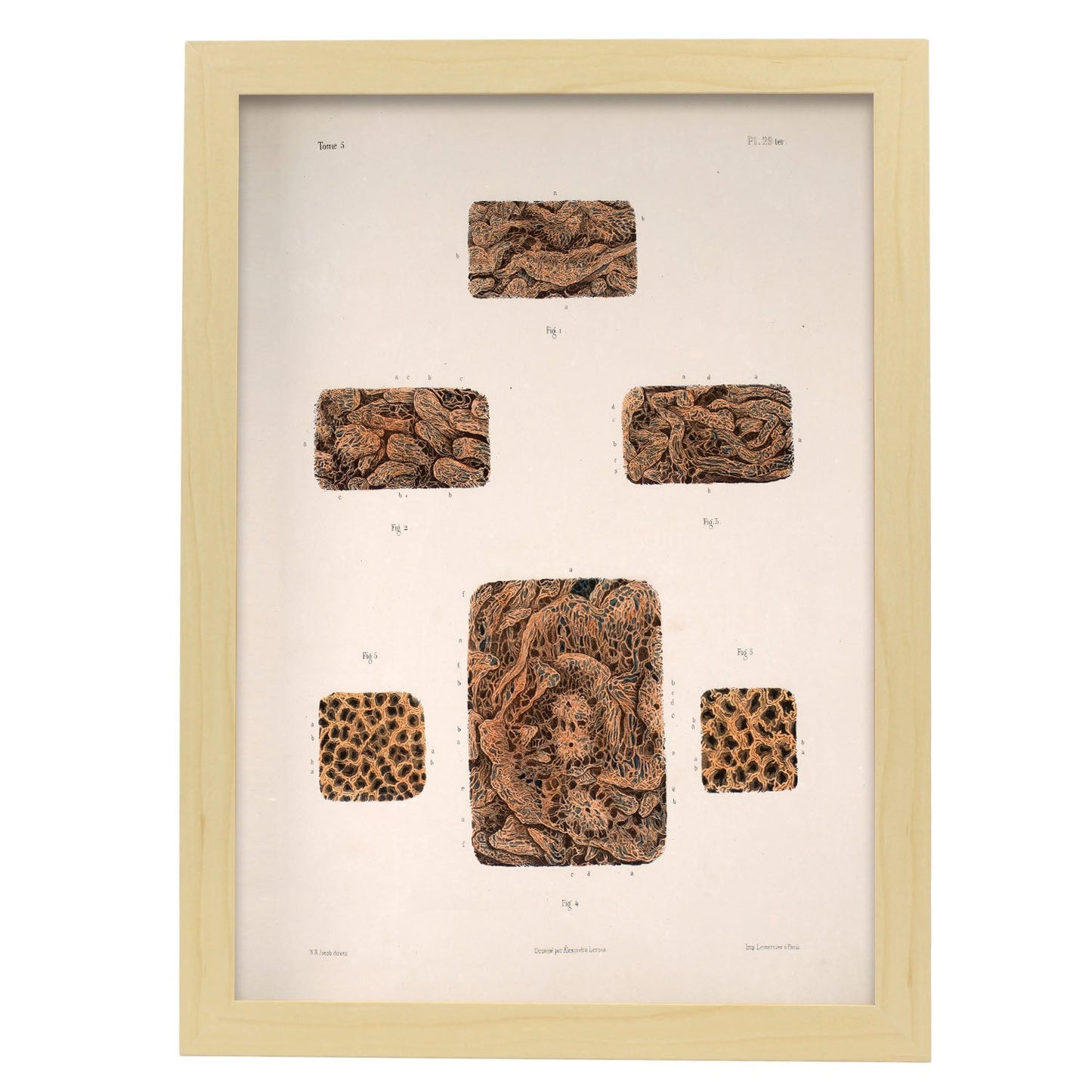 Small intestine-Artwork-Nacnic-A3-Marco Madera clara-Nacnic Estudio SL