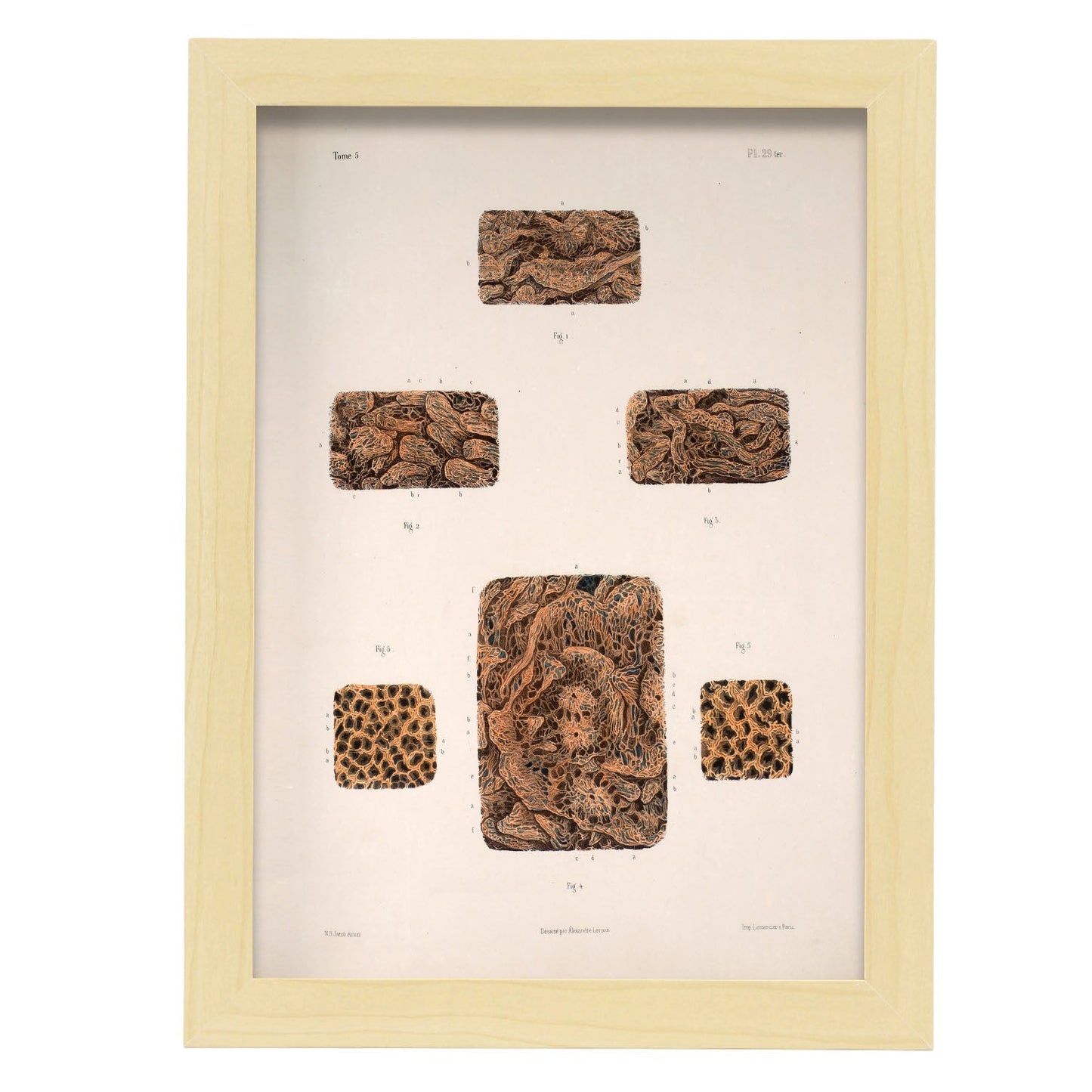 Small intestine-Artwork-Nacnic-A4-Marco Madera clara-Nacnic Estudio SL