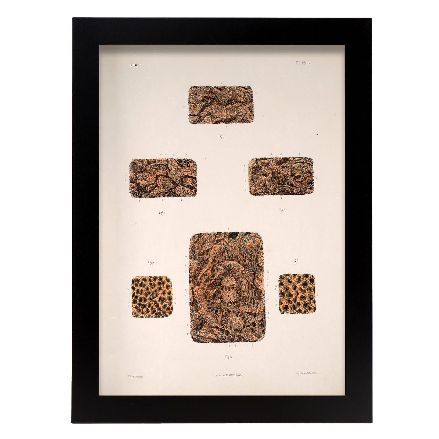 Small intestine-Artwork-Nacnic-A4-Sin marco-Nacnic Estudio SL