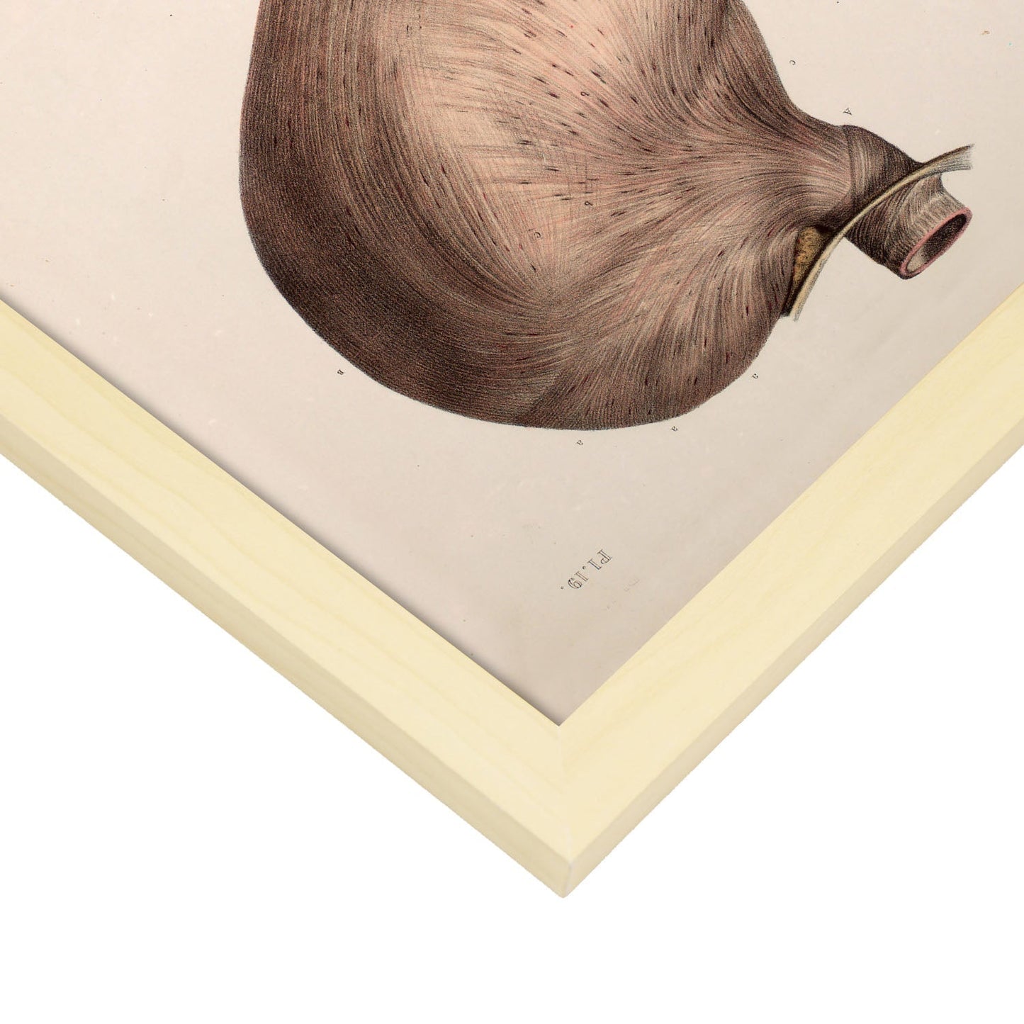 Stomach-Artwork-Nacnic-Nacnic Estudio SL