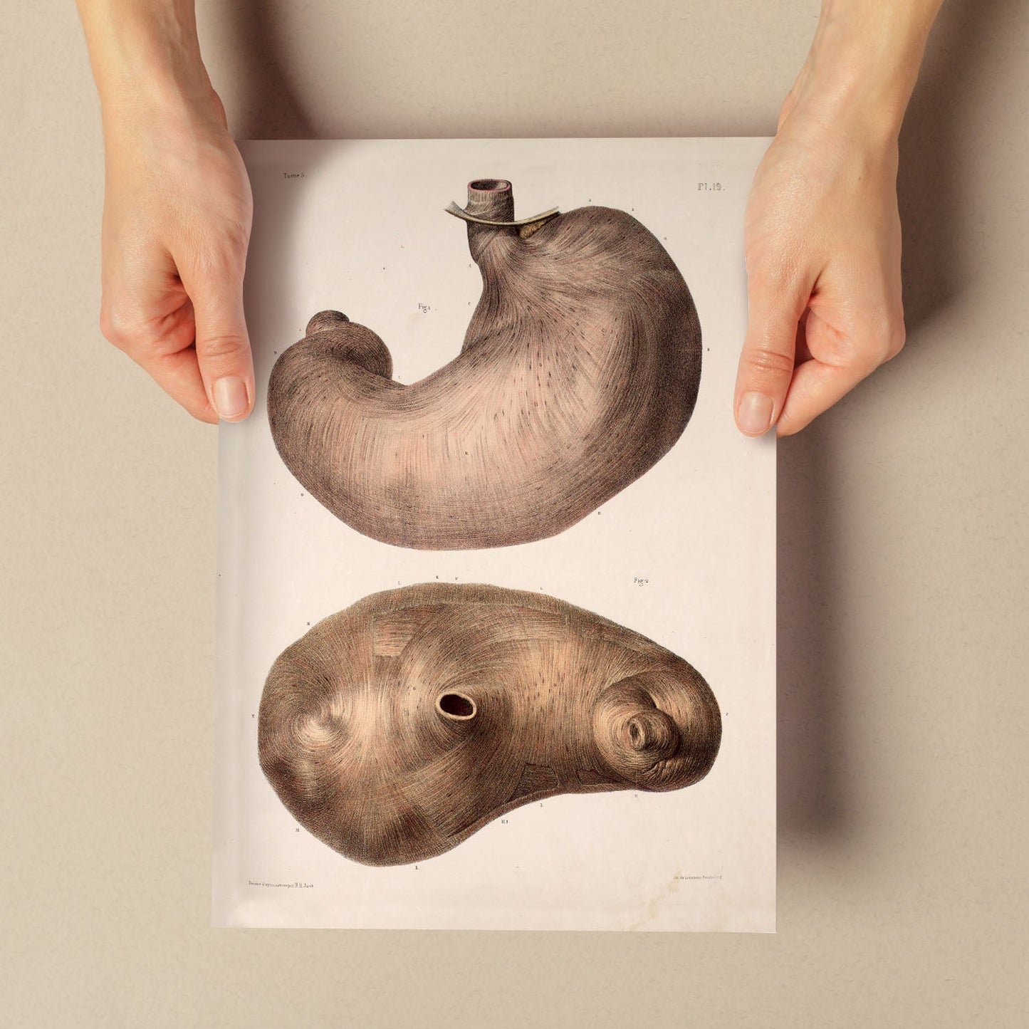 Stomach-Artwork-Nacnic-Nacnic Estudio SL