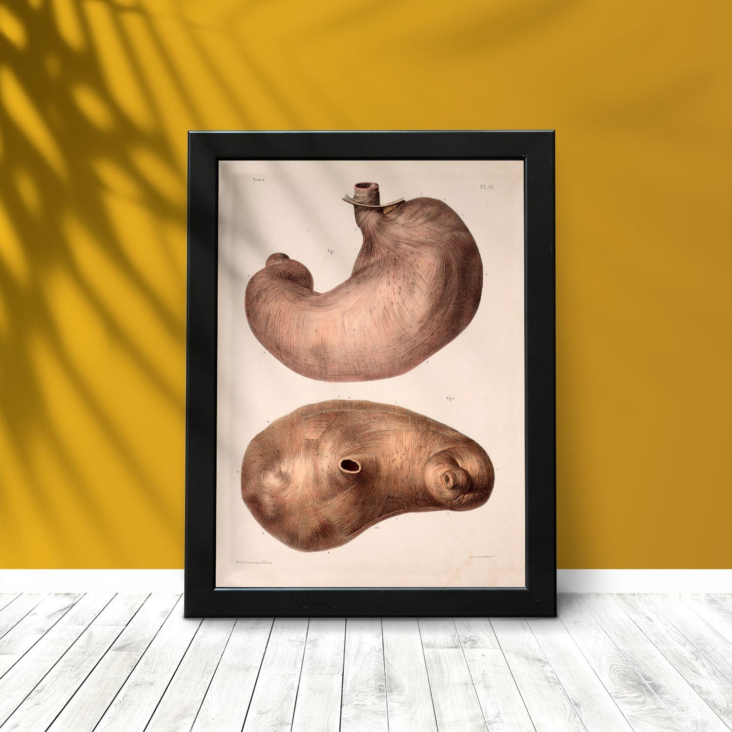 Stomach-Artwork-Nacnic-Nacnic Estudio SL