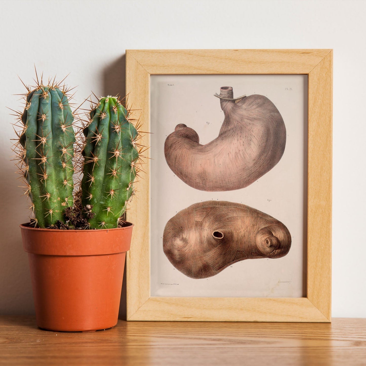 Stomach-Artwork-Nacnic-Nacnic Estudio SL