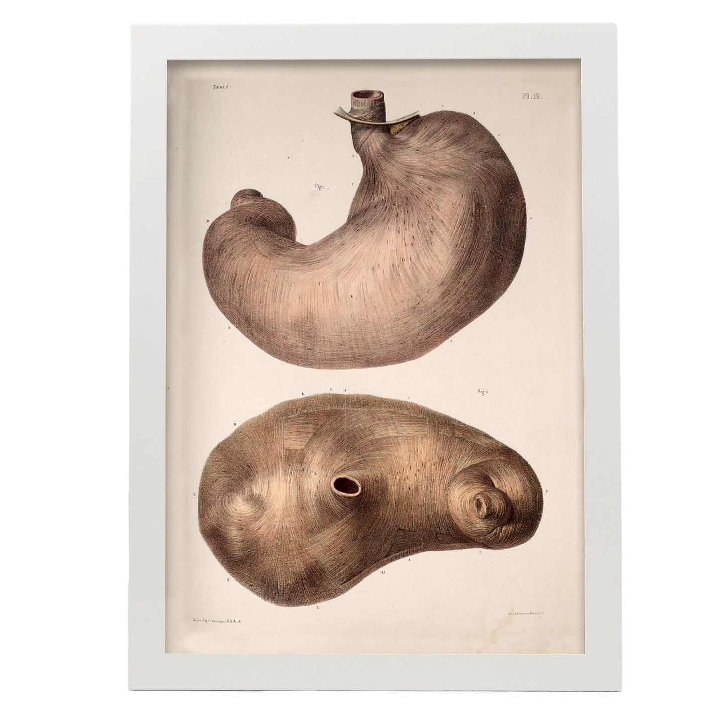 Stomach-Artwork-Nacnic-A3-Marco Blanco-Nacnic Estudio SL