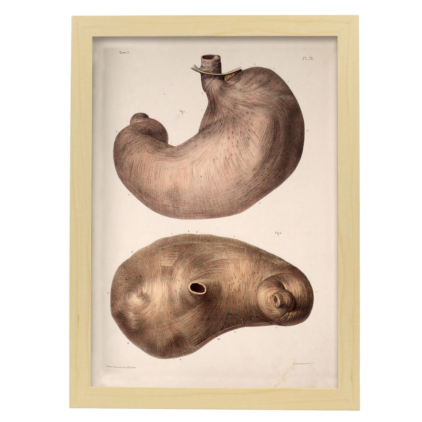 Stomach-Artwork-Nacnic-A3-Marco Madera clara-Nacnic Estudio SL
