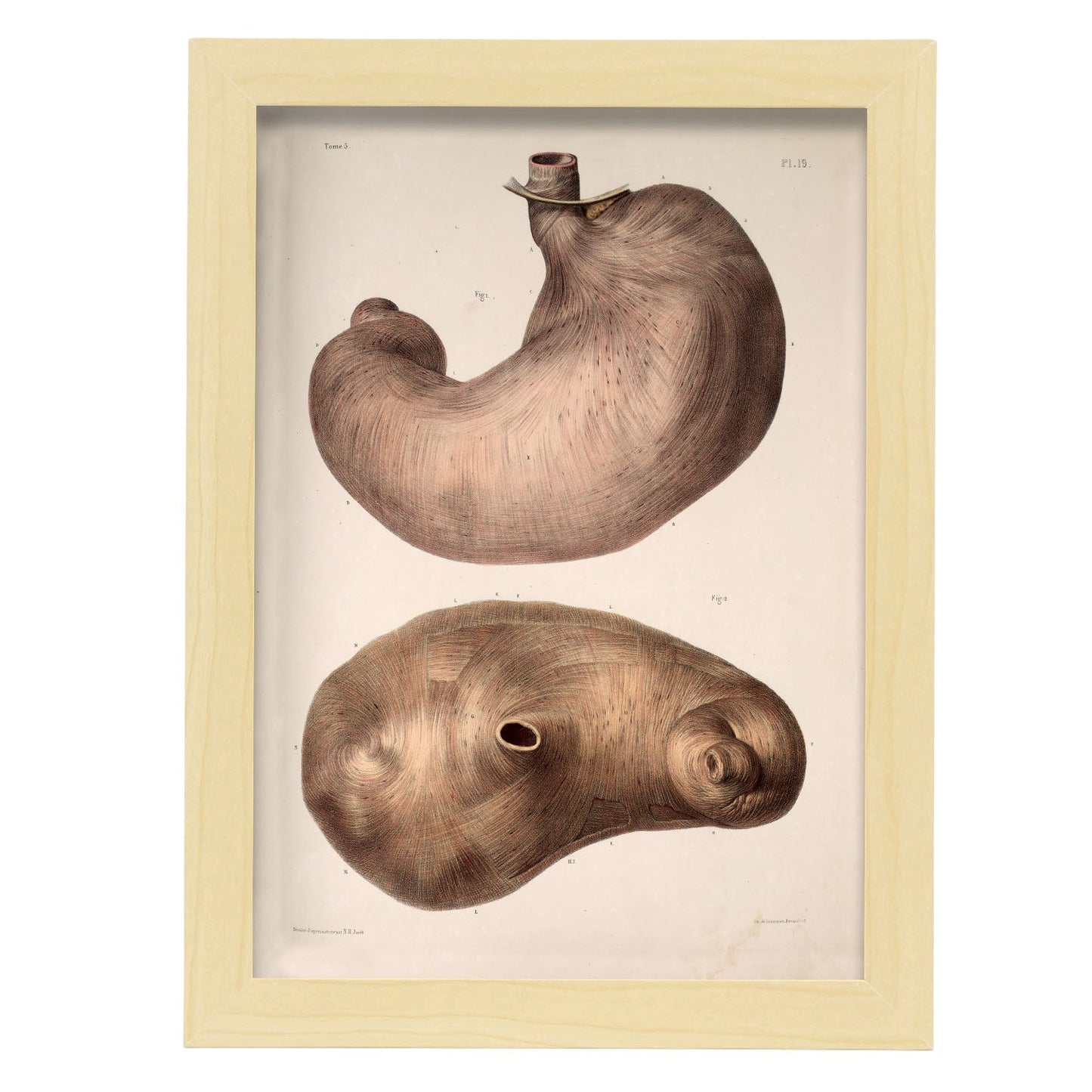 Stomach-Artwork-Nacnic-A4-Marco Madera clara-Nacnic Estudio SL