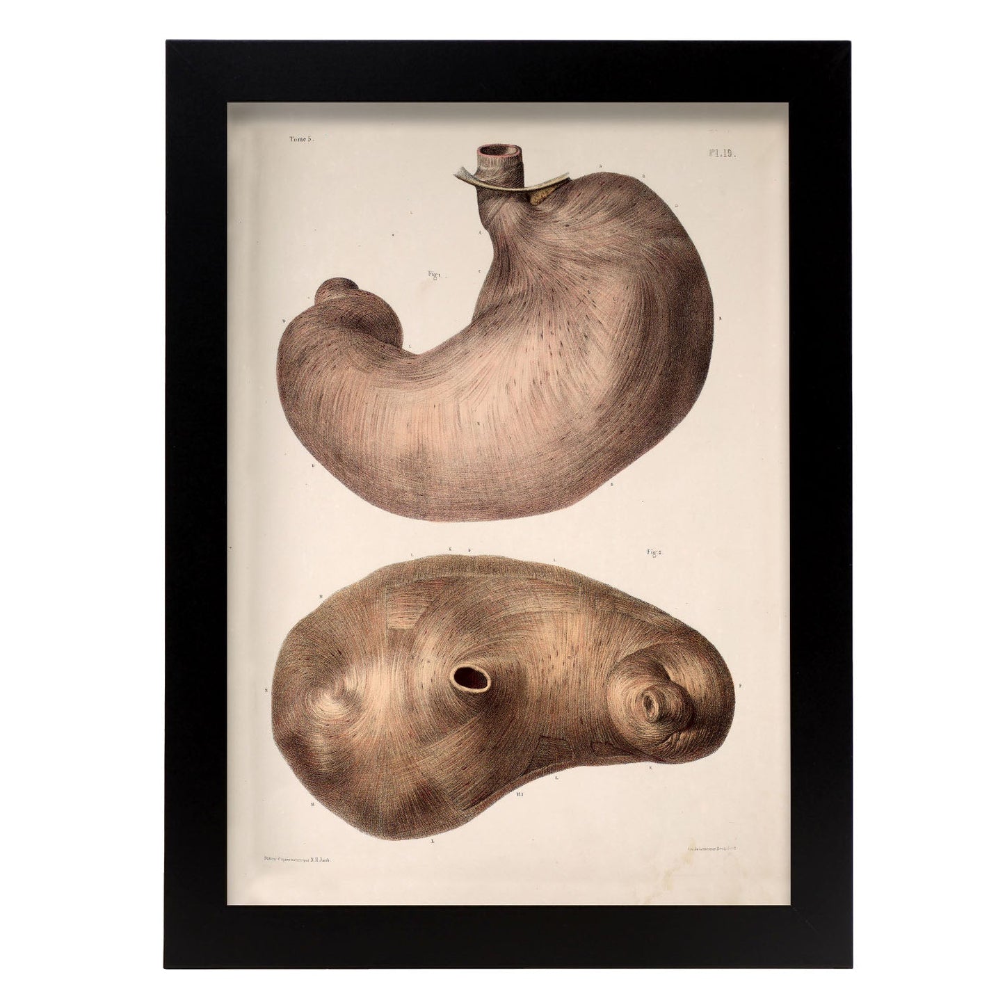 Stomach-Artwork-Nacnic-A4-Sin marco-Nacnic Estudio SL