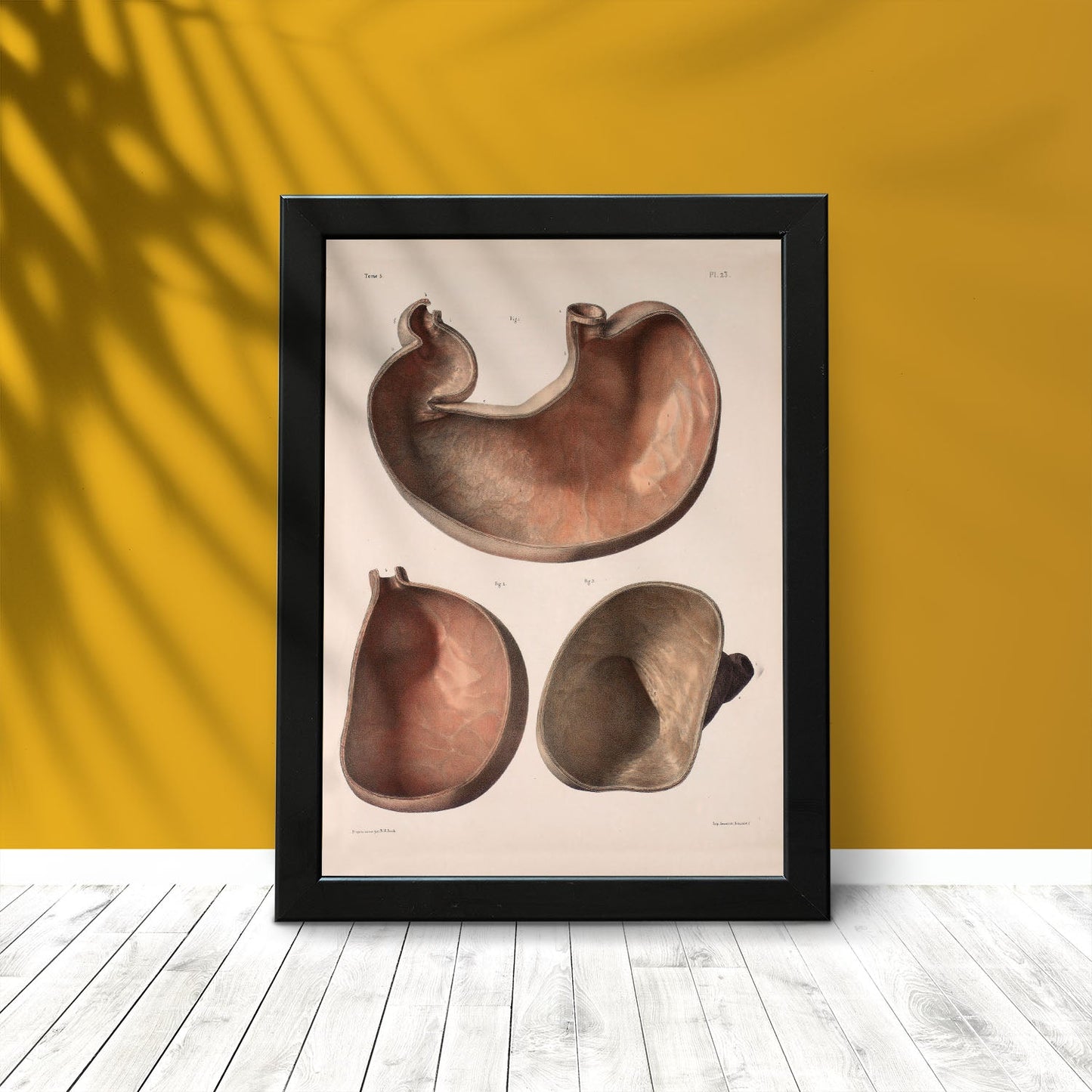Stomach shown in cross-section-Artwork-Nacnic-Nacnic Estudio SL