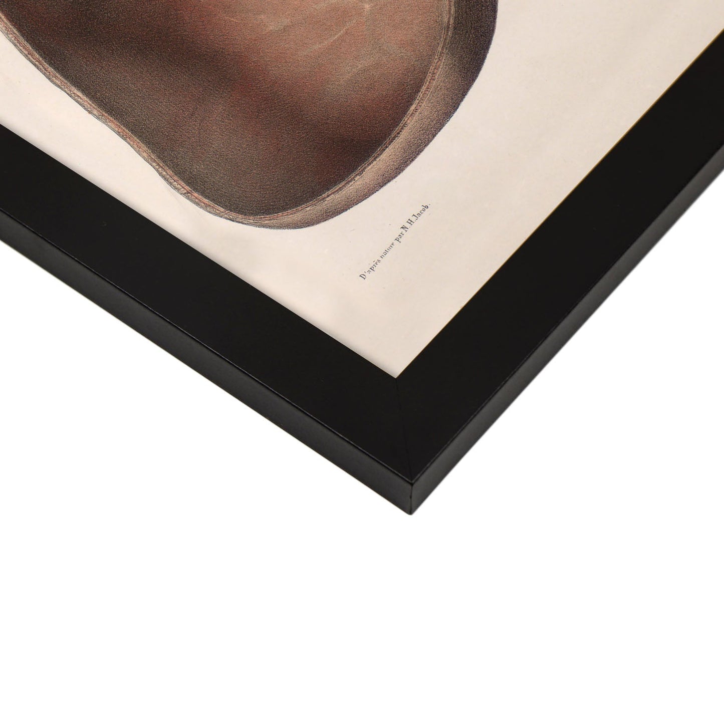 Stomach shown in cross-section-Artwork-Nacnic-Nacnic Estudio SL