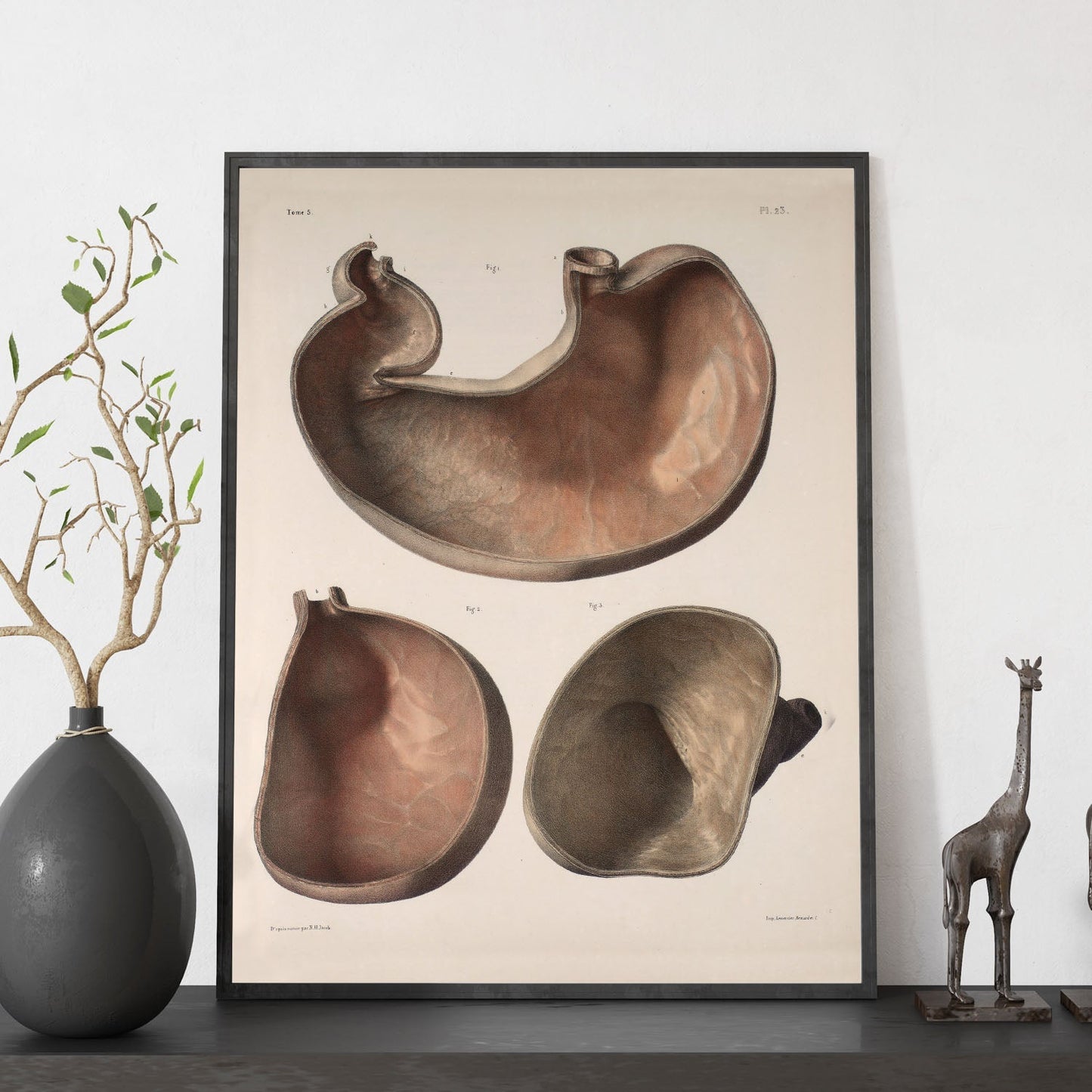 Stomach shown in cross-section-Artwork-Nacnic-Nacnic Estudio SL