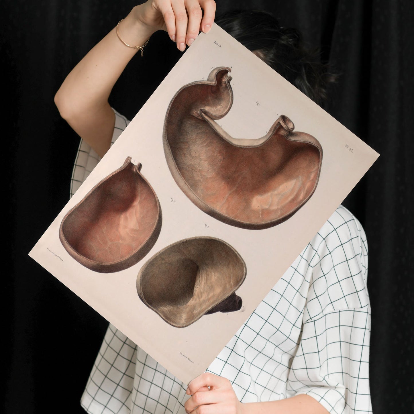 Stomach shown in cross-section-Artwork-Nacnic-Nacnic Estudio SL