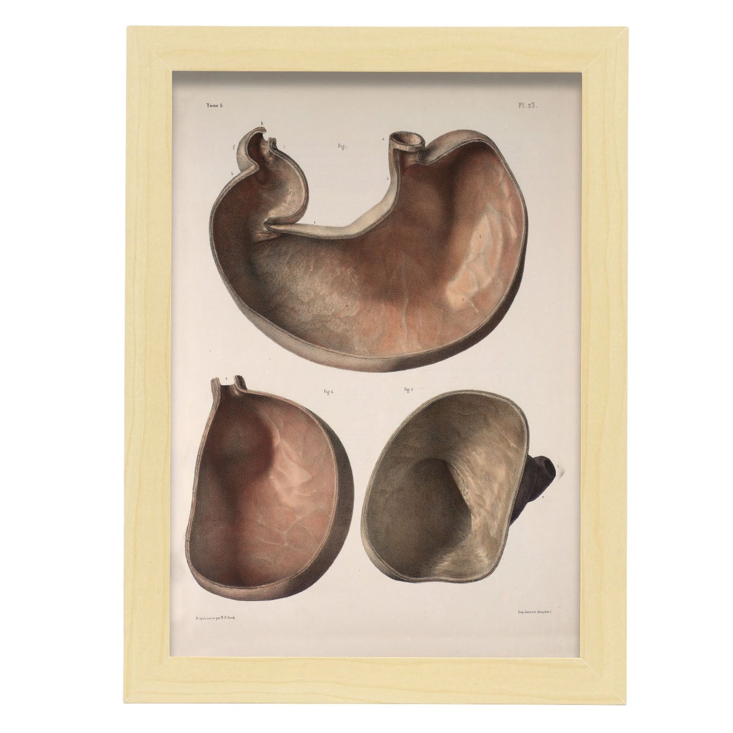 Stomach shown in cross-section-Artwork-Nacnic-A4-Marco Madera clara-Nacnic Estudio SL
