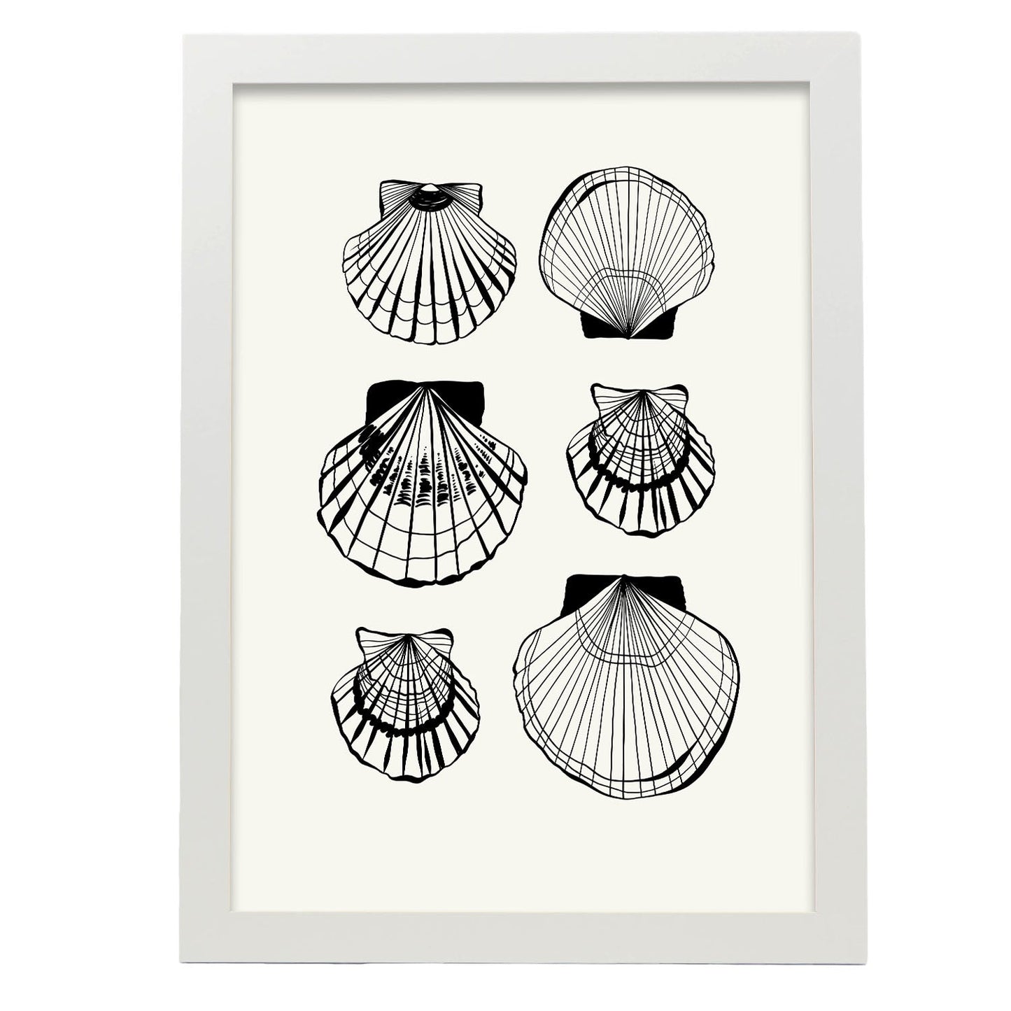 Types of scallops-Artwork-Nacnic-A3-Marco Blanco-Nacnic Estudio SL