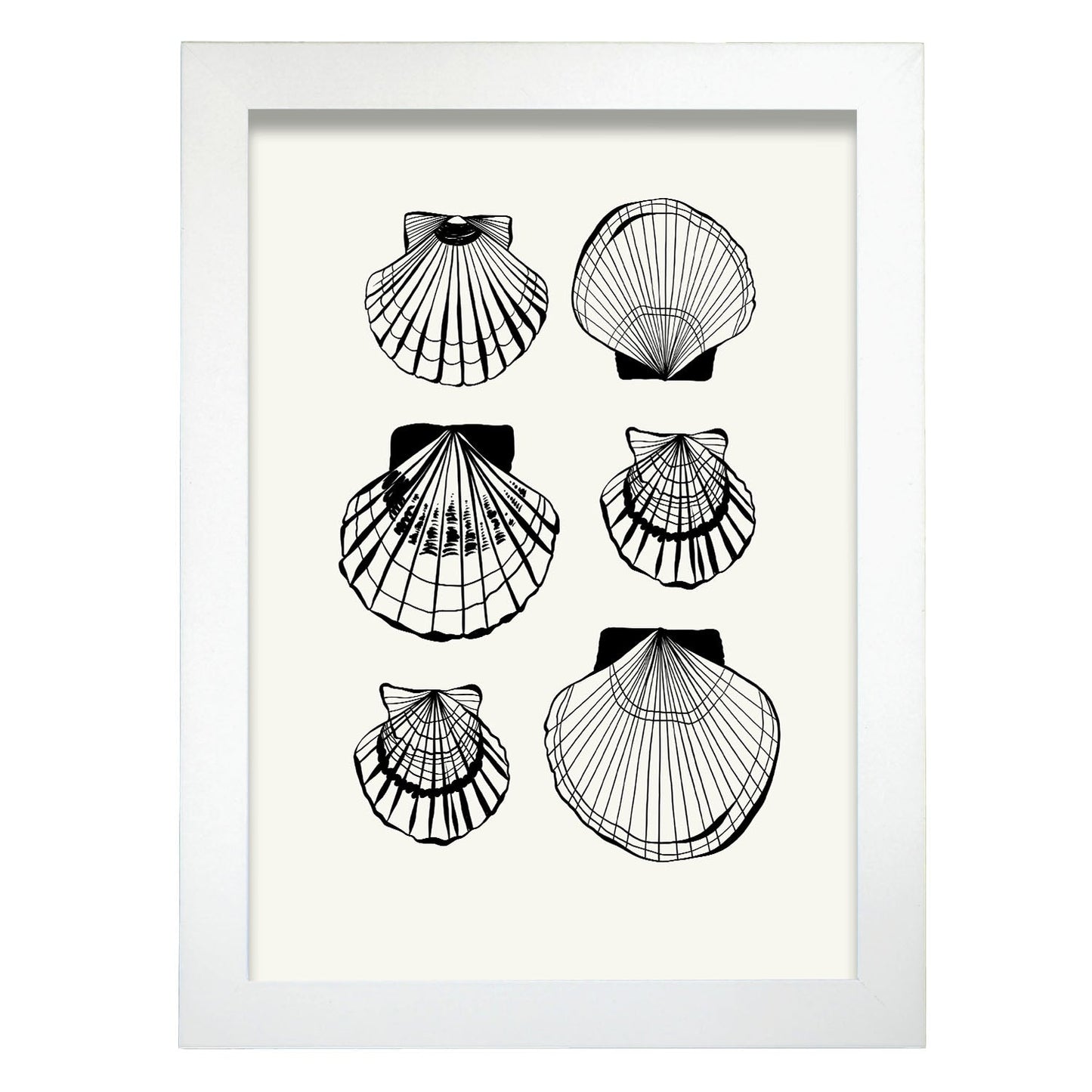 Types of scallops-Artwork-Nacnic-A4-Marco Blanco-Nacnic Estudio SL