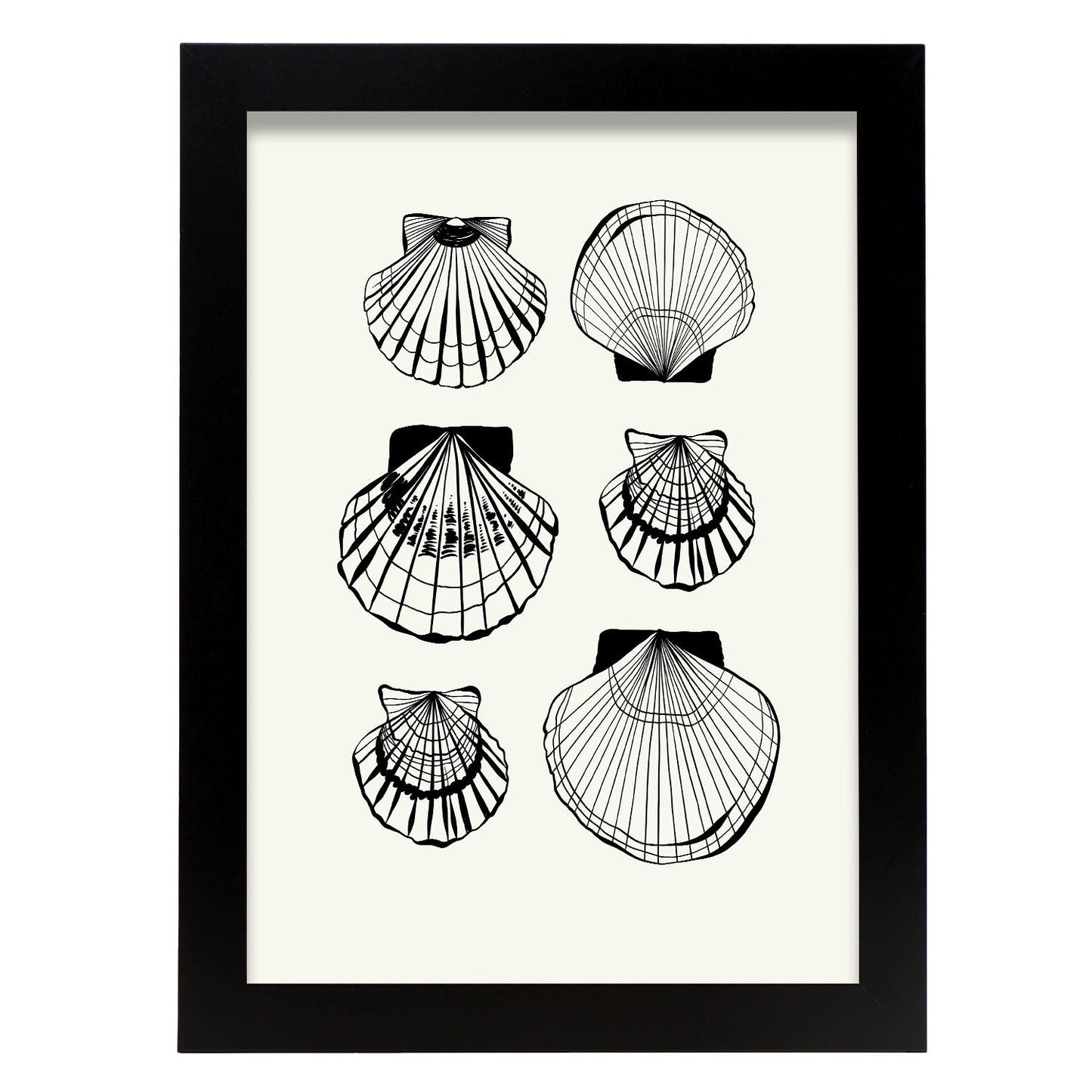 Types of scallops-Artwork-Nacnic-A4-Sin marco-Nacnic Estudio SL