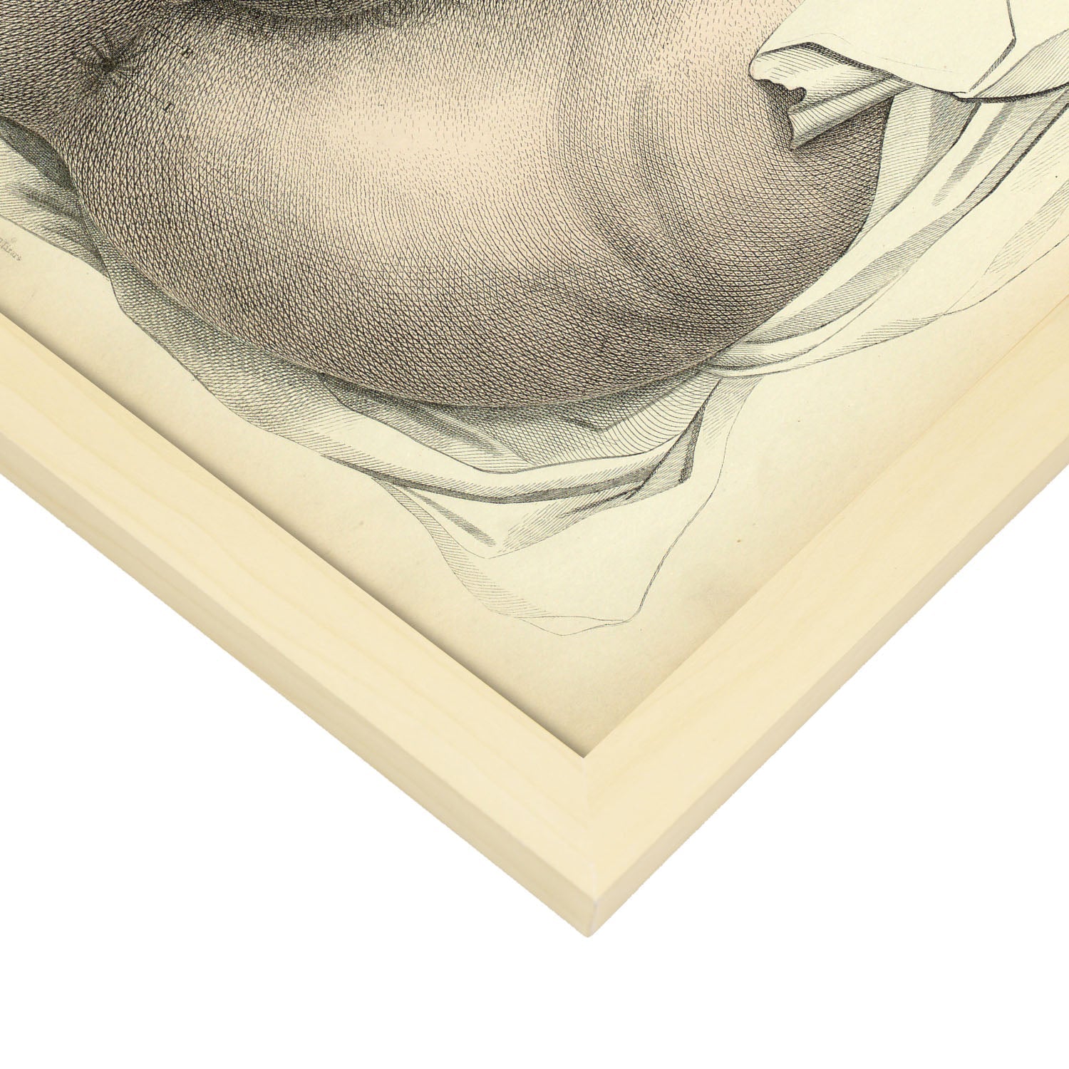 Urogenital system, female; perineum-Artwork-Nacnic-Nacnic Estudio SL