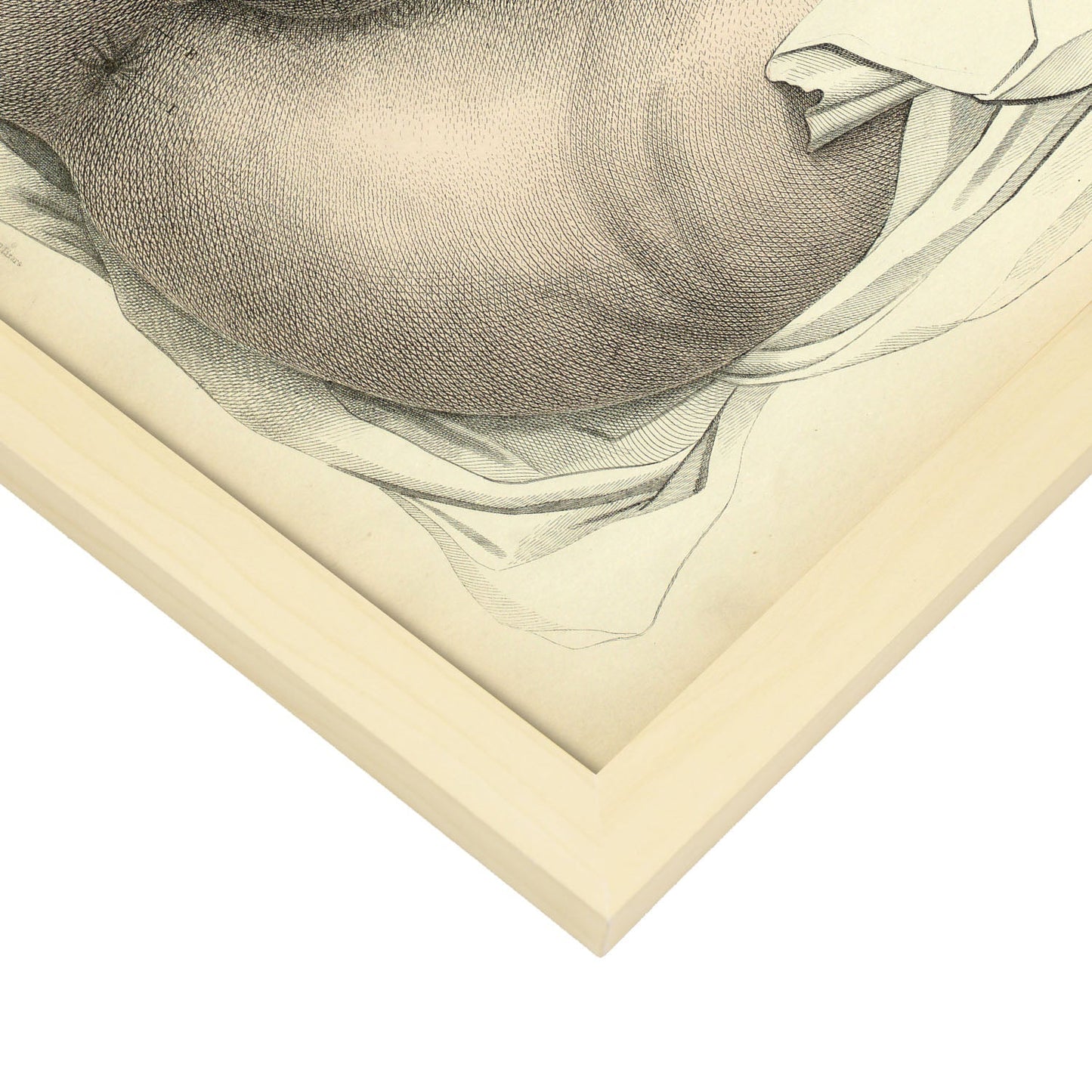 Urogenital system, female; perineum-Artwork-Nacnic-Nacnic Estudio SL
