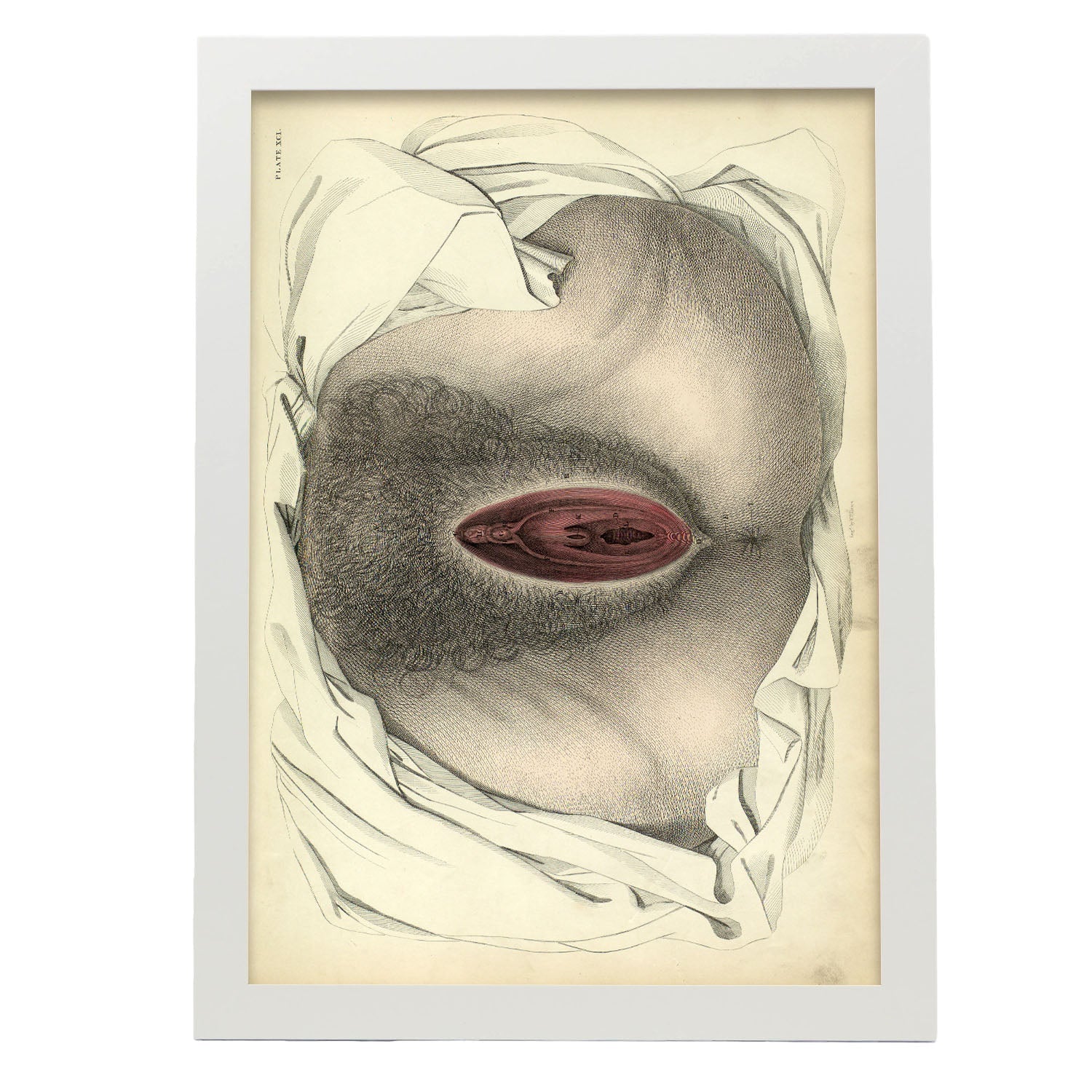 Urogenital system, female; perineum-Artwork-Nacnic-A3-Marco Blanco-Nacnic Estudio SL