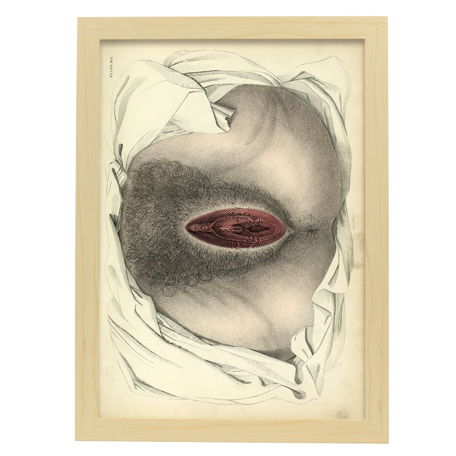 Urogenital system, female; perineum-Artwork-Nacnic-A3-Marco Madera clara-Nacnic Estudio SL