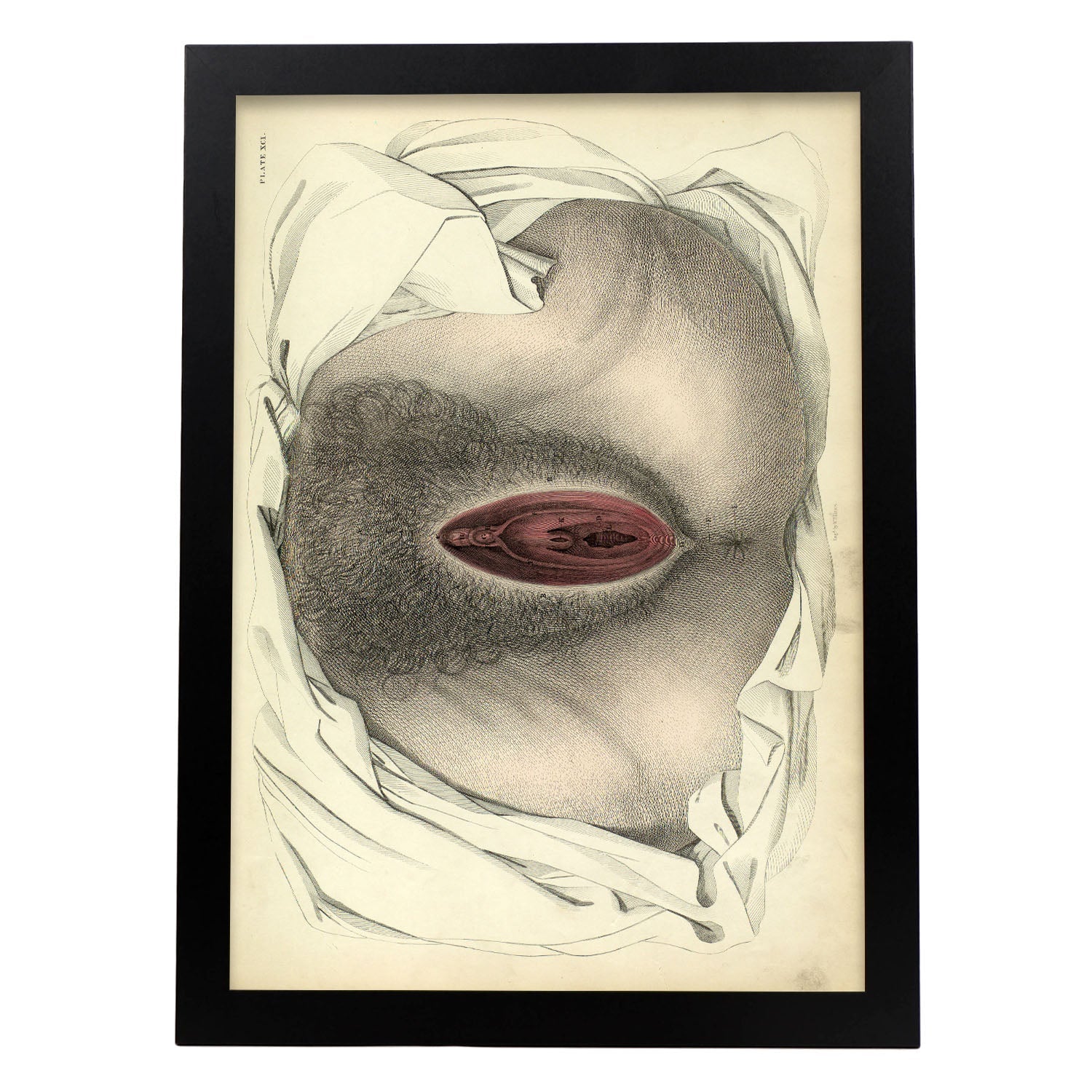 Urogenital system, female; perineum-Artwork-Nacnic-A3-Sin marco-Nacnic Estudio SL