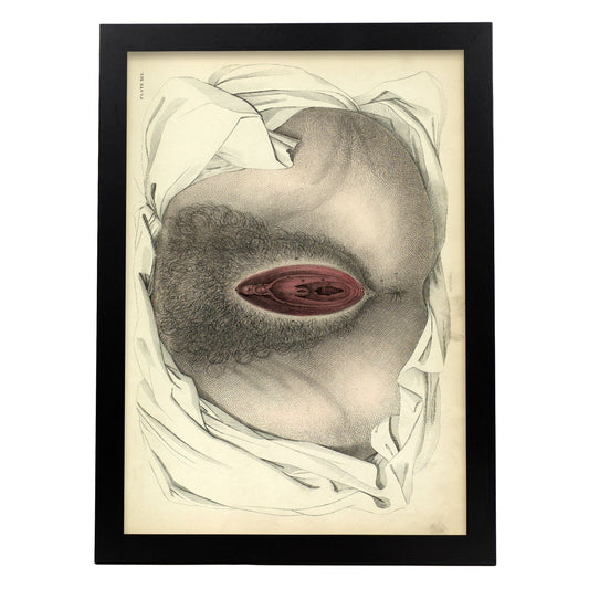 Urogenital system, female; perineum-Artwork-Nacnic-A3-Sin marco-Nacnic Estudio SL