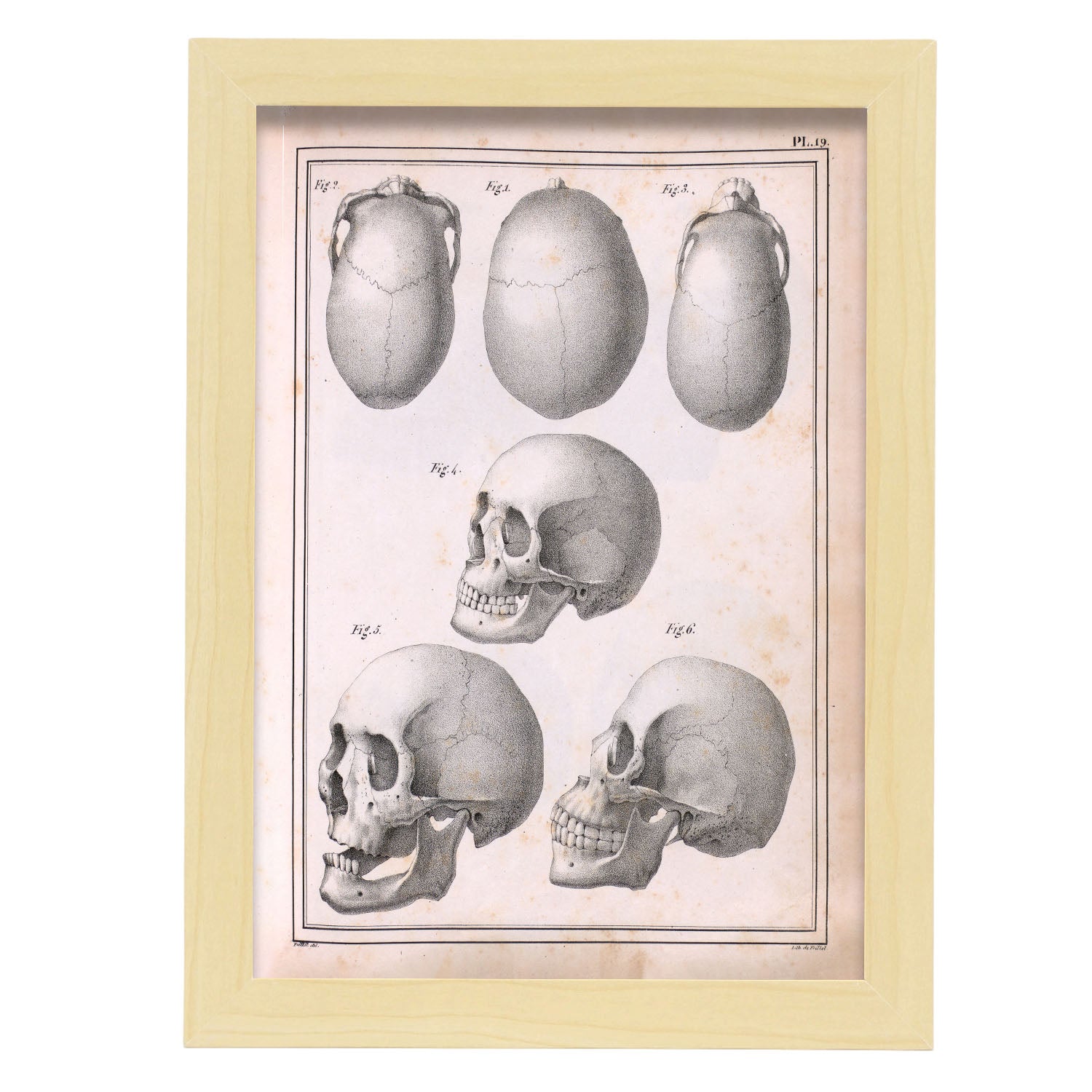 Paillou Skulls; cauasoid, negroid and mongoloid-Artwork-Nacnic-A4-Marco Madera clara-Nacnic Estudio SL