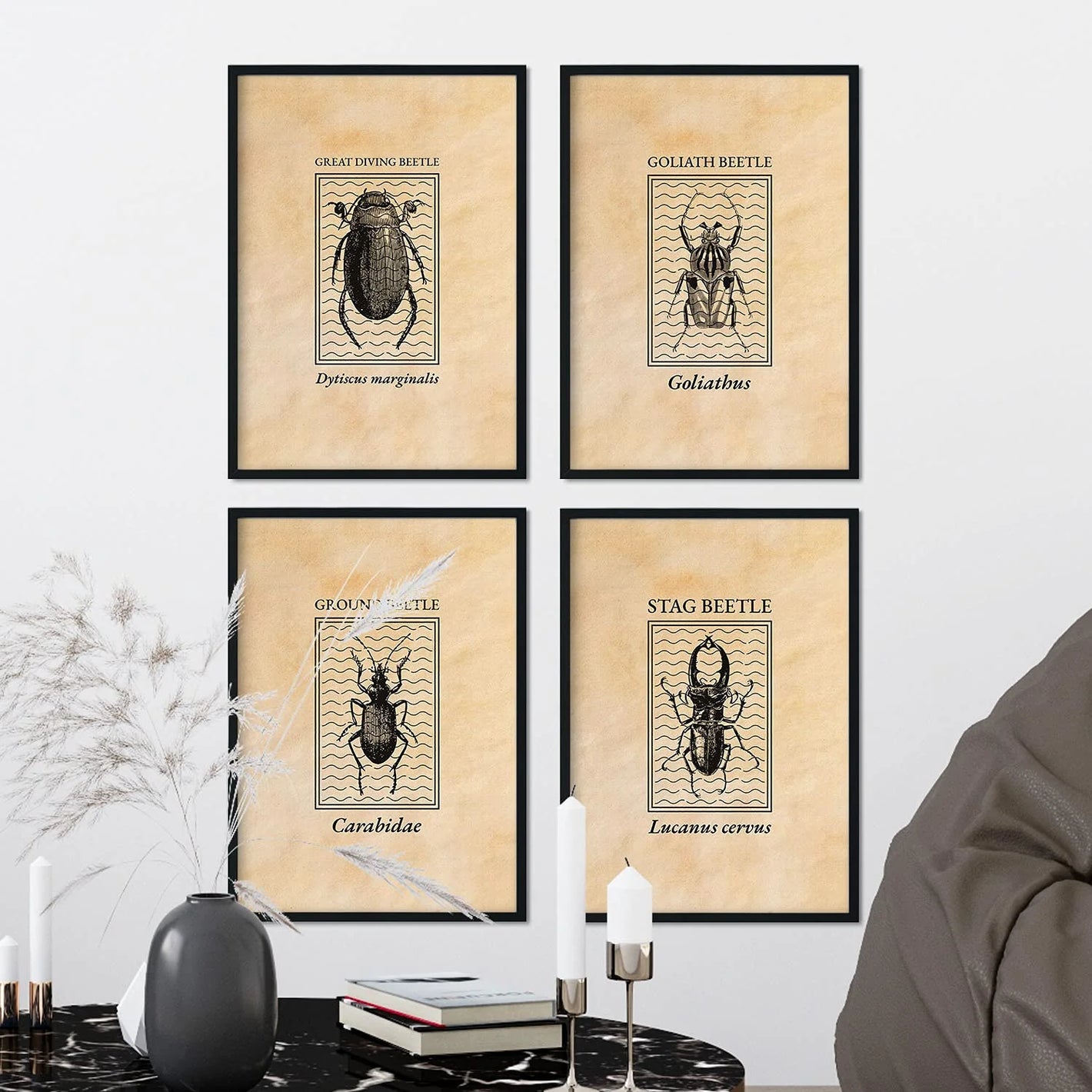 Set Láminas Insectos