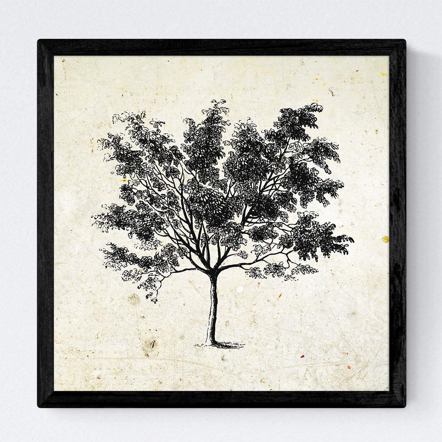 La imagen muestra una selección de láminas de árboles monocromáticas, sin frutos. Cada ilustración está dibujada en blanco y negro o en papel vintage, lo que le da un aspecto clásico y elegante. Estas láminas son perfectas para decorar cualquier habitaci