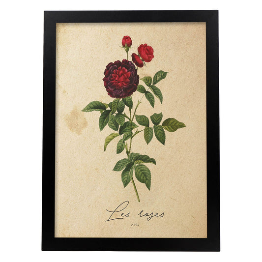 Poster de flores vintage. Lámina Les Roses 2 con diseño vintage.-Artwork-Nacnic-A4-Marco Negro-Nacnic Estudio SL