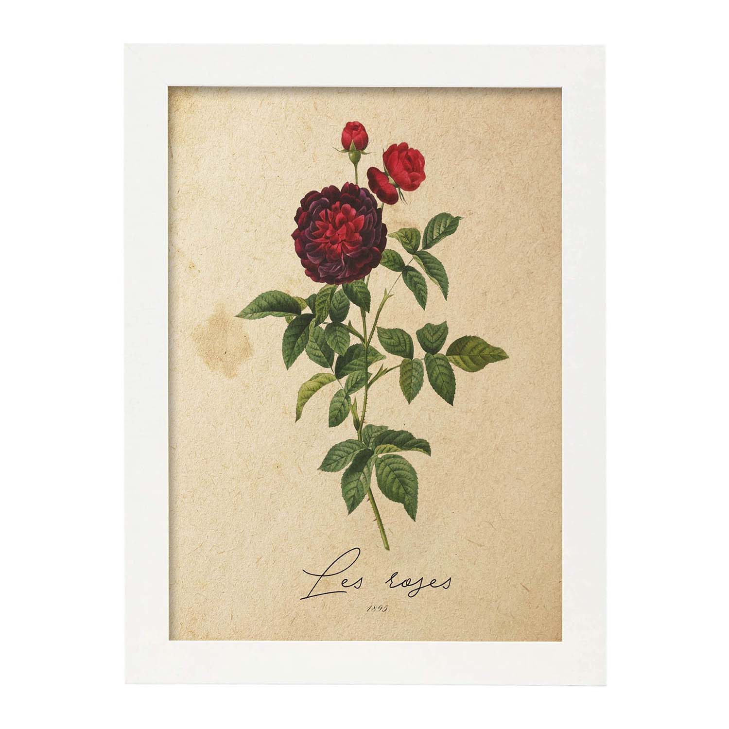 Poster de flores vintage. Lámina Les Roses 2 con diseño vintage.-Artwork-Nacnic-A4-Marco Blanco-Nacnic Estudio SL