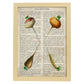 Poster de 4 rabanos. Láminas de frutas y verduras con definiciones. Ilustraciones de alimentacion vegetariana.-Artwork-Nacnic-A4-Marco Madera clara-Nacnic Estudio SL
