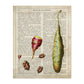 Poster de Patatas. Láminas de frutas y verduras con definiciones. Ilustraciones de alimentacion vegetariana.-Artwork-Nacnic-A4-Sin marco-Nacnic Estudio SL