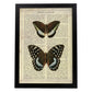 Poster de Mariposa Lexias. Láminas de mariposas. Decoración de mariposas y polillas.-Artwork-Nacnic-A3-Marco Negro-Nacnic Estudio SL