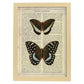 Poster de Mariposa Lexias. Láminas de mariposas. Decoración de mariposas y polillas.-Artwork-Nacnic-A4-Marco Madera clara-Nacnic Estudio SL