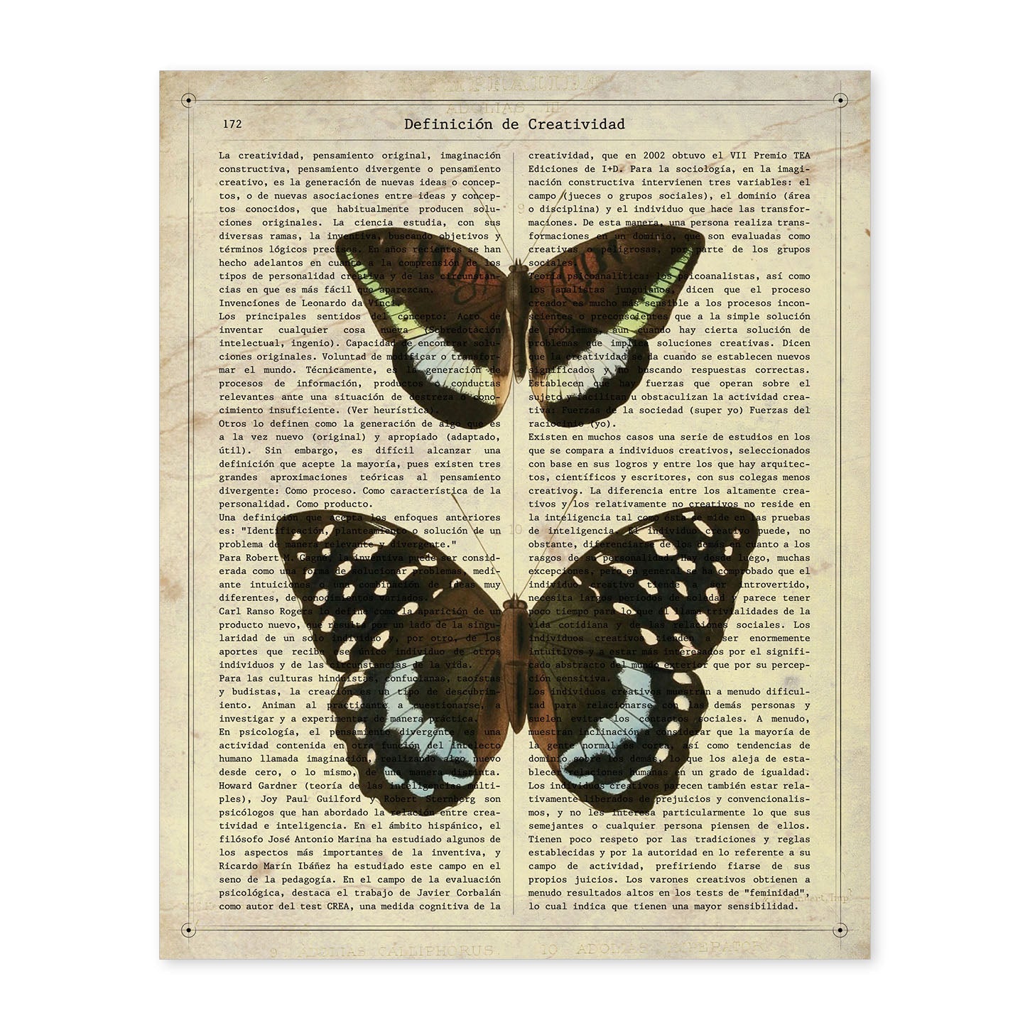 Poster de Mariposa Lexias. Láminas de mariposas. Decoración de mariposas y polillas.-Artwork-Nacnic-A4-Sin marco-Nacnic Estudio SL