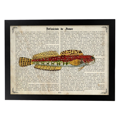 Poster de peces marinos. Lámina de Salarias con definicion. Diseño de peces marinos con definiciones.-Artwork-Nacnic-A4-Marco Negro-Nacnic Estudio SL