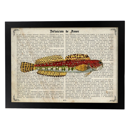 Poster de peces marinos. Lámina de Salarias con definicion. Diseño de peces marinos con definiciones.-Artwork-Nacnic-A4-Marco Negro-Nacnic Estudio SL