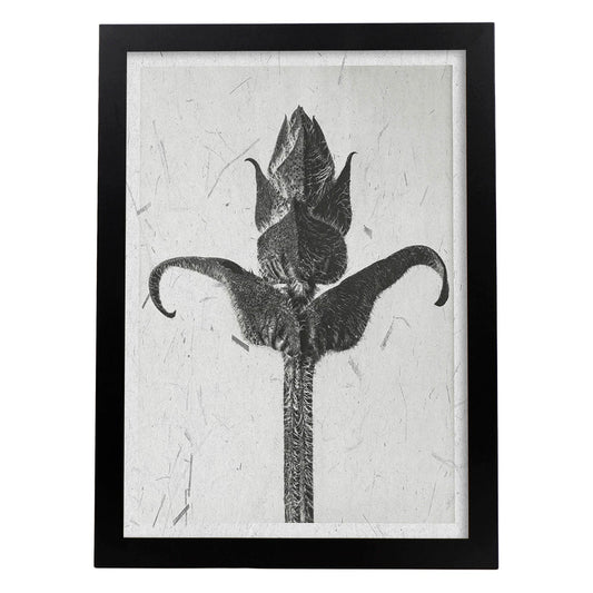 Lámina Planta blanco y negro 20. Pósters con ilustraciones de flores y plantas en tonos grises.-Artwork-Nacnic-A4-Marco Negro-Nacnic Estudio SL