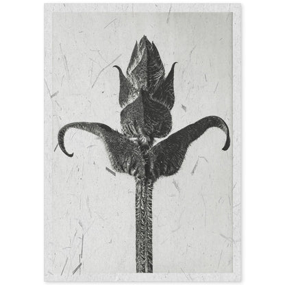 Lámina Planta blanco y negro 20. Pósters con ilustraciones de flores y plantas en tonos grises.-Artwork-Nacnic-A4-Sin marco-Nacnic Estudio SL