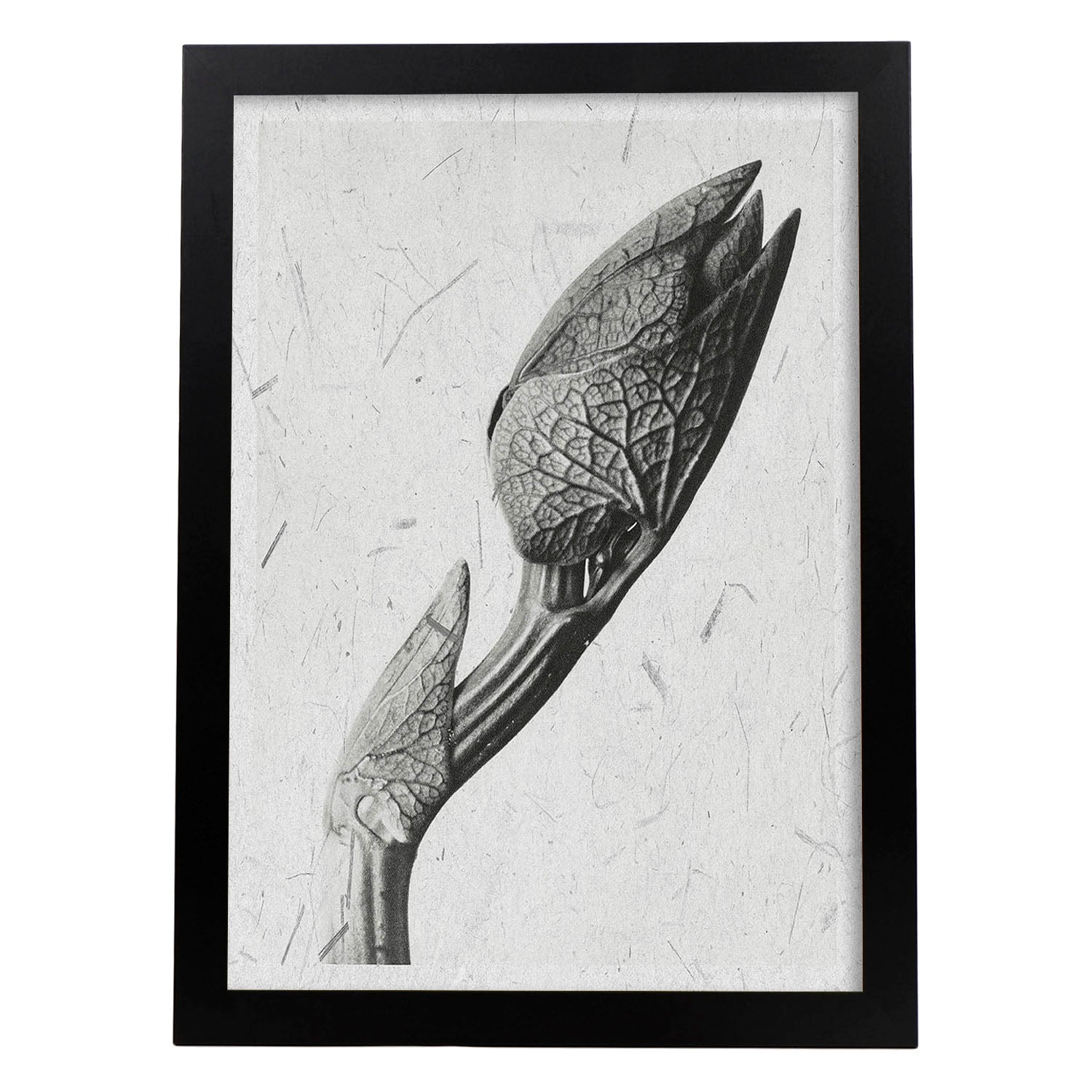 Lámina Planta blanco y negro 31. Pósters con ilustraciones de flores y plantas en tonos grises.-Artwork-Nacnic-A3-Marco Negro-Nacnic Estudio SL