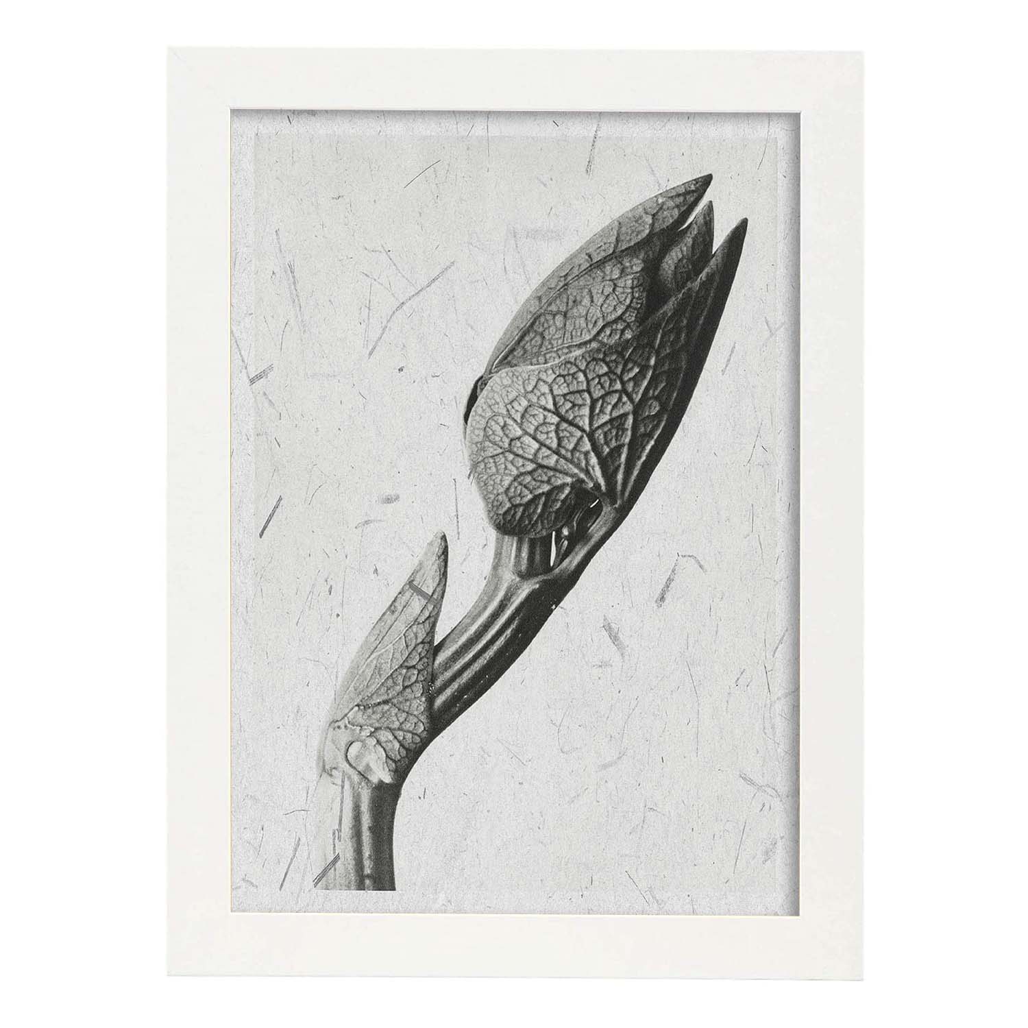 Lámina Planta blanco y negro 31. Pósters con ilustraciones de flores y plantas en tonos grises.-Artwork-Nacnic-A3-Marco Blanco-Nacnic Estudio SL