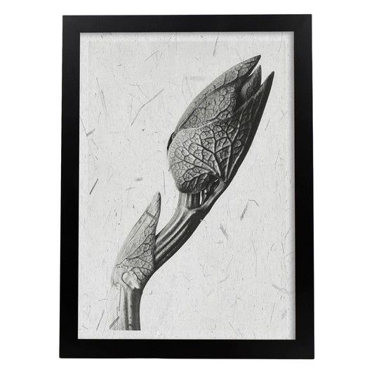 Lámina Planta blanco y negro 31. Pósters con ilustraciones de flores y plantas en tonos grises.-Artwork-Nacnic-A4-Marco Negro-Nacnic Estudio SL