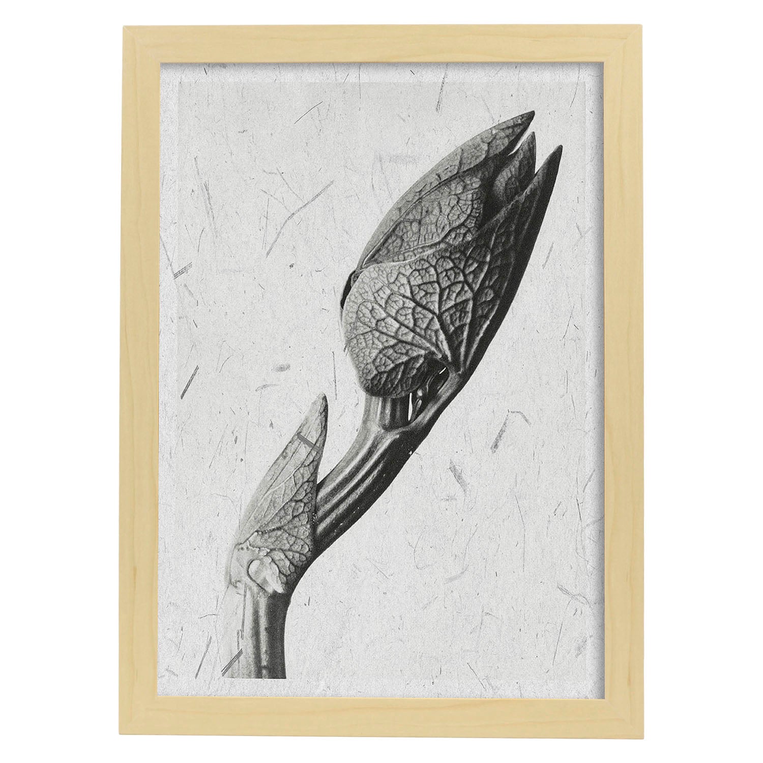 Lámina Planta blanco y negro 31. Pósters con ilustraciones de flores y plantas en tonos grises.-Artwork-Nacnic-A4-Marco Madera clara-Nacnic Estudio SL