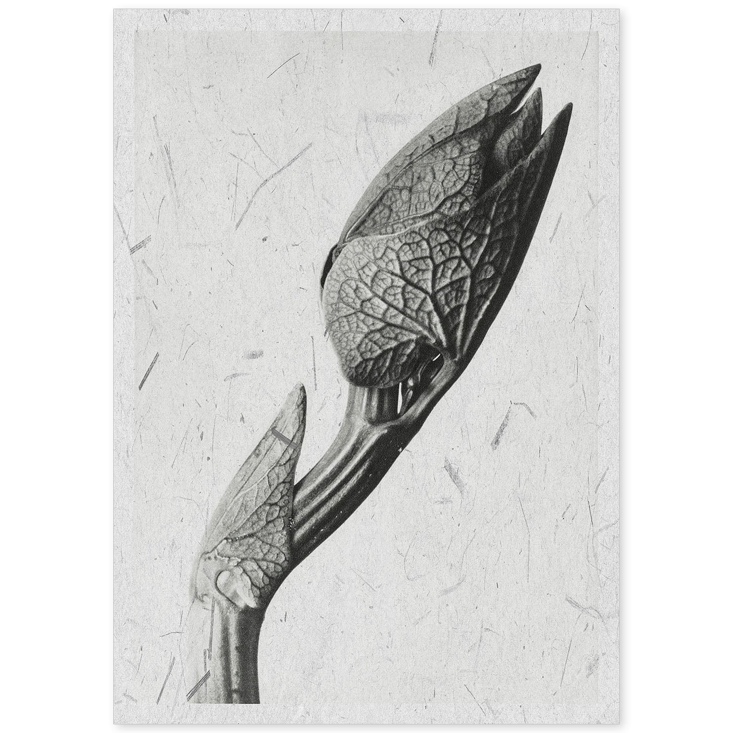 Lámina Planta blanco y negro 31. Pósters con ilustraciones de flores y plantas en tonos grises.-Artwork-Nacnic-A4-Sin marco-Nacnic Estudio SL