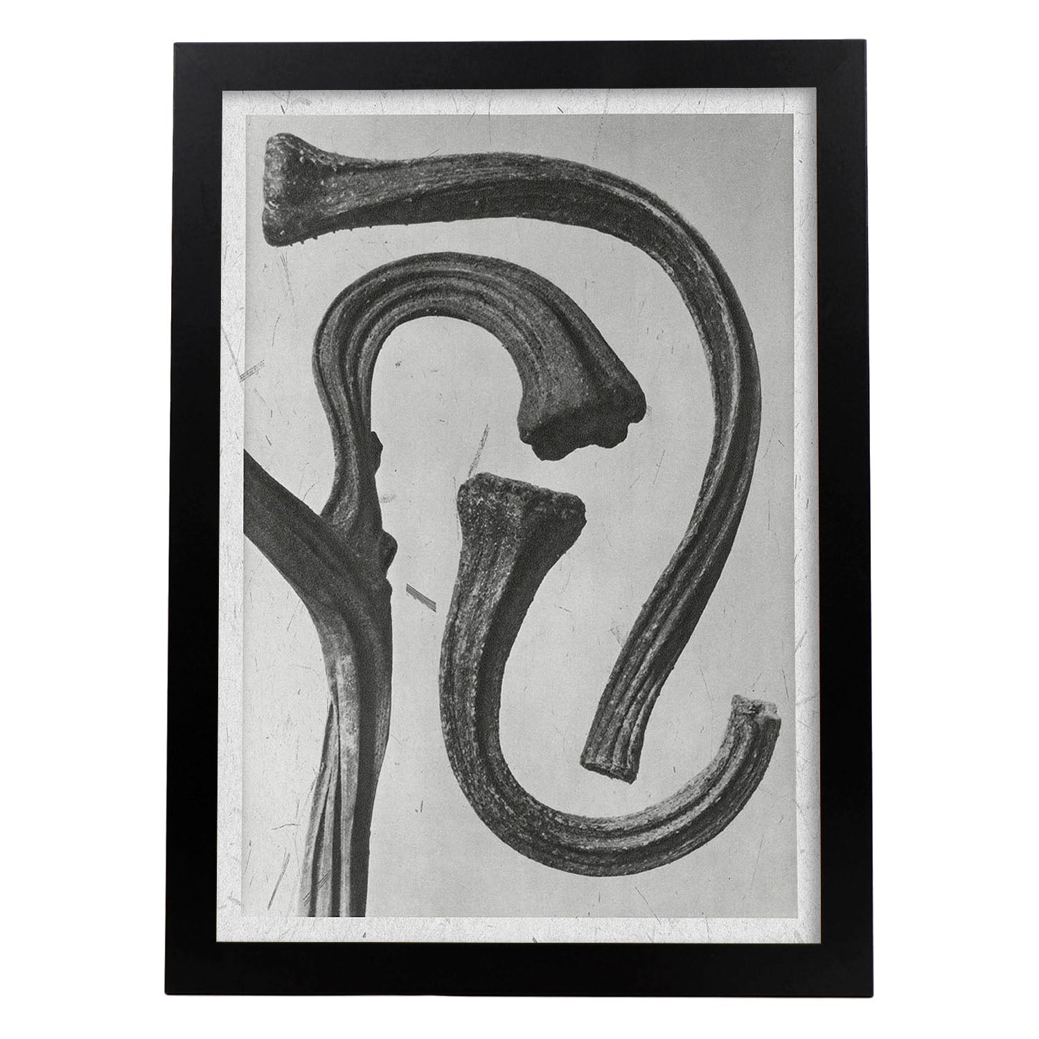 Lámina Planta blanco y negro 32. Pósters con ilustraciones de flores y plantas en tonos grises.-Artwork-Nacnic-A4-Marco Negro-Nacnic Estudio SL