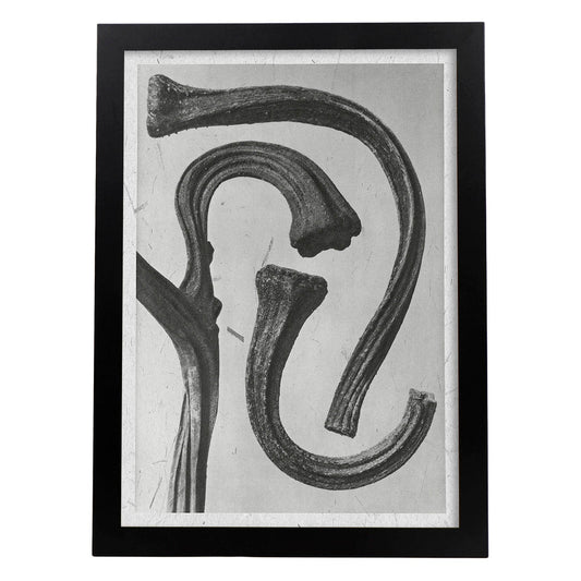 Lámina Planta blanco y negro 32. Pósters con ilustraciones de flores y plantas en tonos grises.-Artwork-Nacnic-A4-Marco Negro-Nacnic Estudio SL