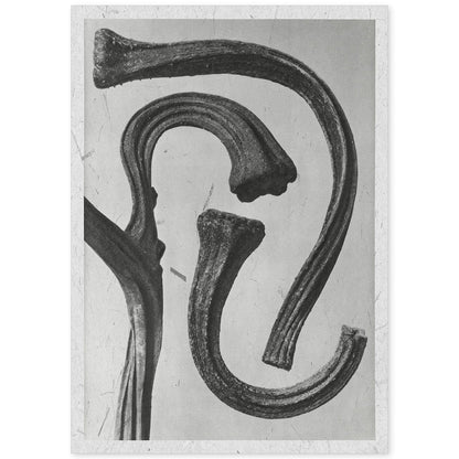 Lámina Planta blanco y negro 32. Pósters con ilustraciones de flores y plantas en tonos grises.-Artwork-Nacnic-A4-Sin marco-Nacnic Estudio SL